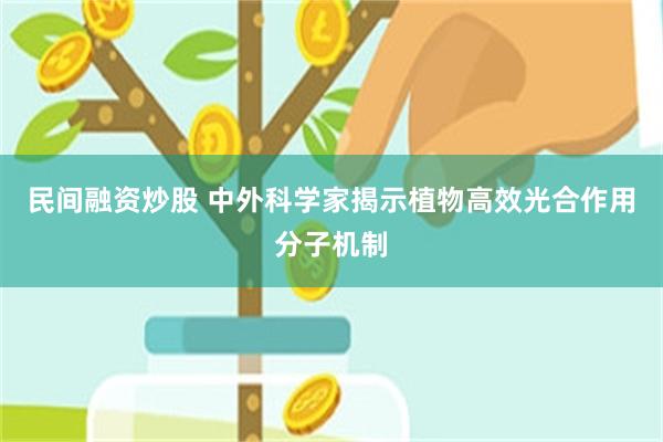 民间融资炒股 中外科学家揭示植物高效光合作用分子机制
